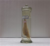 藏品(遠岸紅魴鮄)的圖片